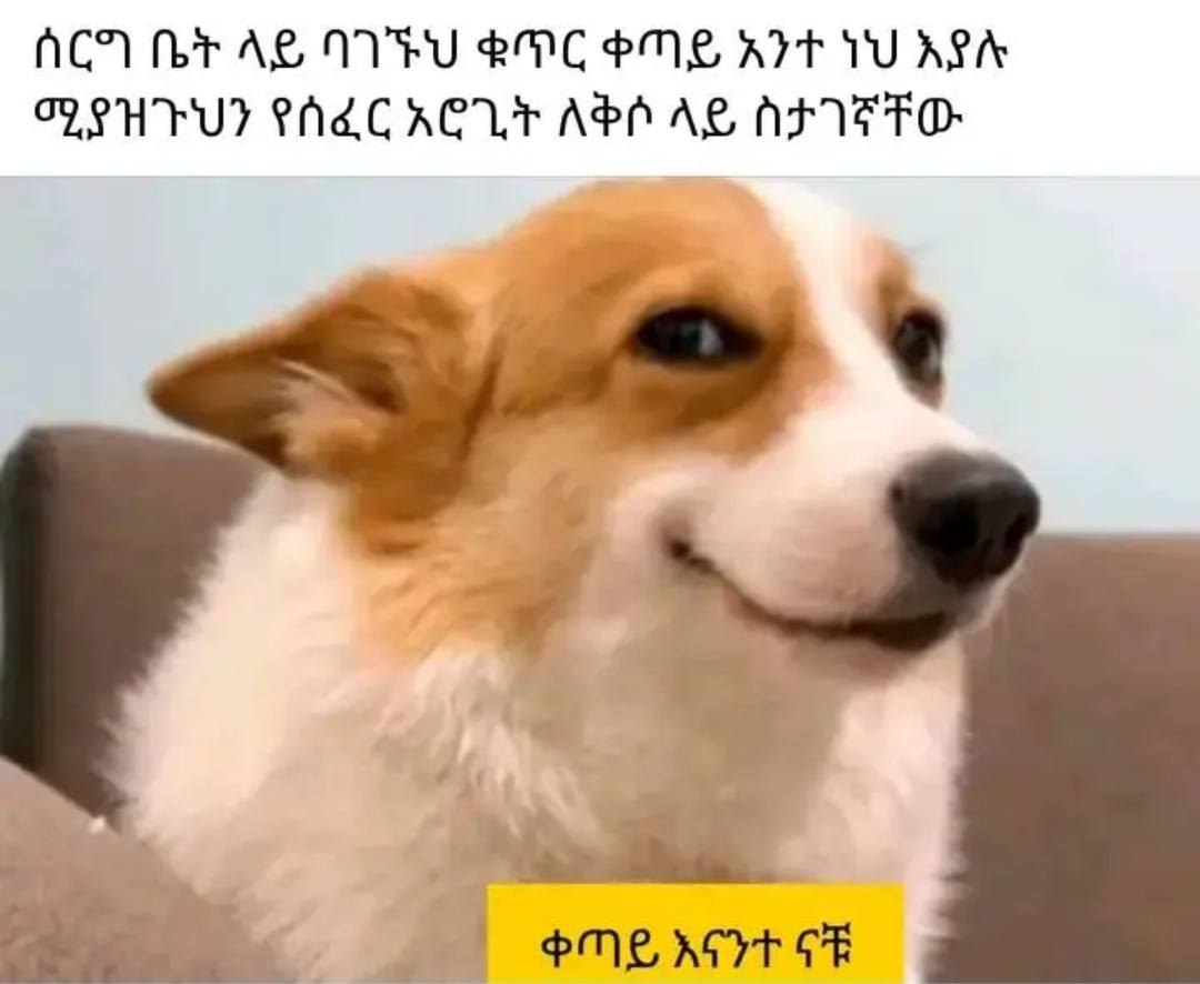 a dog with a funny face and a capt